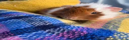 Guinea Pig rodents for sale: Baby guinea pigs  in Knaresborough - Advert 6