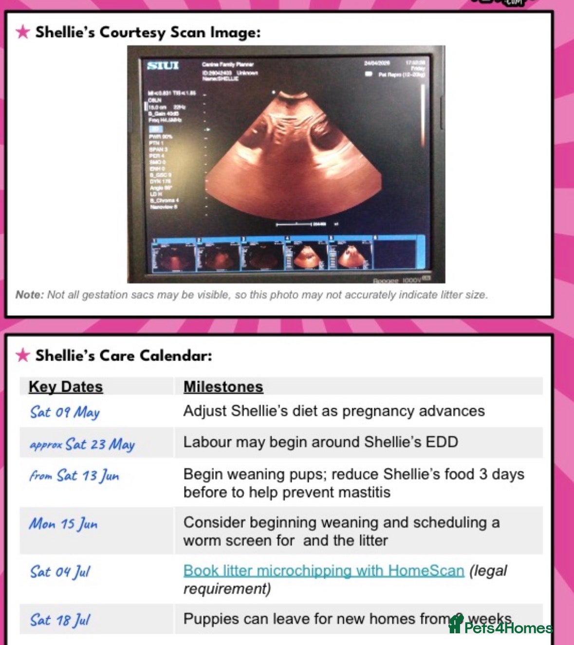 Bernese Mountain Dog dogs 🐾 BDM Pups Expected Ready to Leave July 2026 🐾 - Advert 2