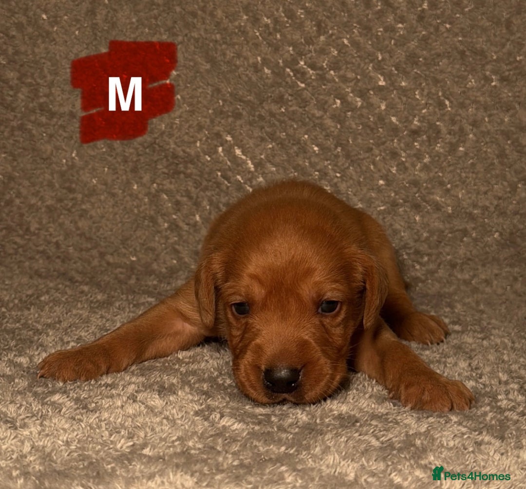 Labrador Retriever dogs for sale: Labrador Retriever Puppies - Raised in Family Home - Advert 10