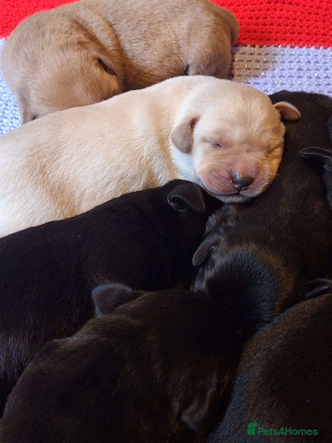 Labrador Retriever dogs for sale: Labrador Pups from Health Tested Parents. - Image 4