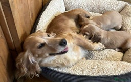 Cocker Spaniel dogs for sale: Beautiful Red Cocker Spaniel Puppies - Image 11