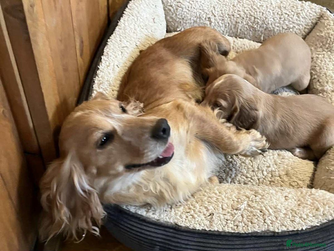 Cocker Spaniel dogs for sale: Beautiful Red Cocker Spaniel Puppies - Image 11