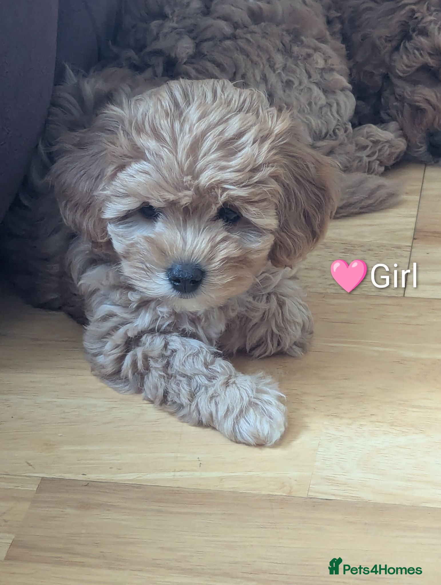 Cavapoo dogs Toy/Small Cavapoo Puppies – Ready Soon 🐾 4💙 2🩷 - Advert 17