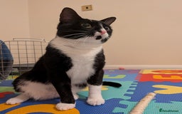 Domestic Shorthair cats for adoption: Brothers Biscuit and Bourbon need a home - Image 3