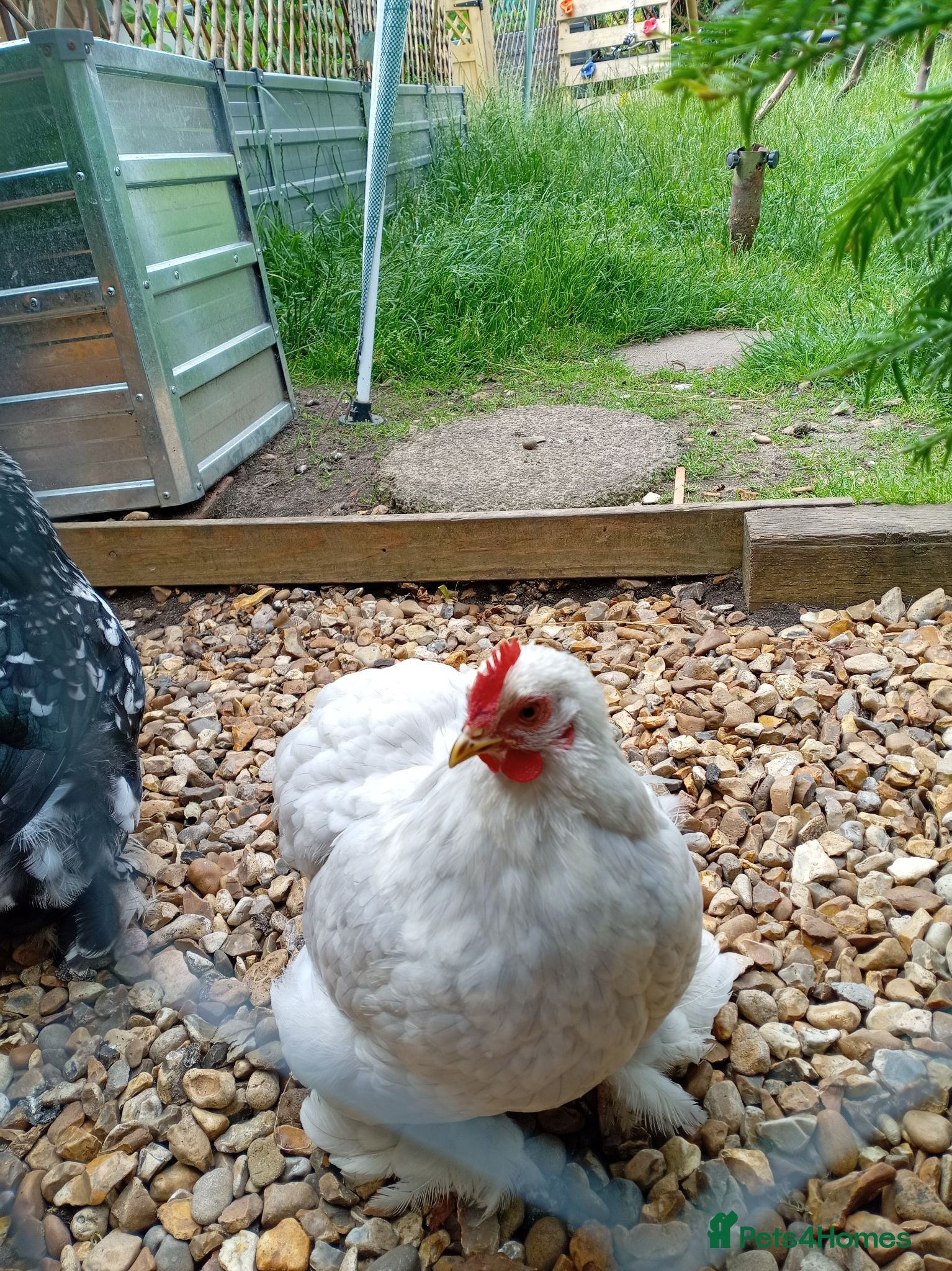 Chickens poultry Pekin Breeding Trio - Advert 12