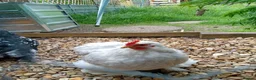 Chickens poultry for sale: Pekin Breeding Trio - Advert 1