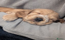 Cocker Spaniel dogs for sale: Quality Bred Show Type Cocker Spaniel Puppies - Image 18