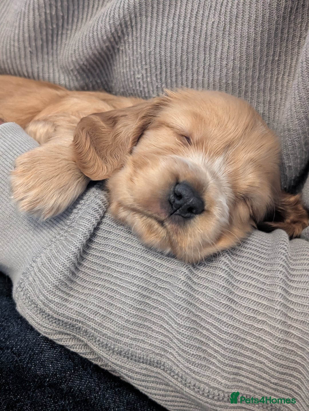 Cocker Spaniel dogs for sale: Quality Bred Show Type Cocker Spaniel Puppies - Image 18