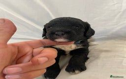 Sproodle dogs for sale: F1 Miniature Sproodles from Health Tested Parents. - Image 17