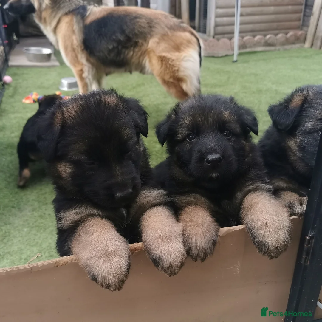 German Shepherd dogs for sale: German shepherd puppies - Advert 2