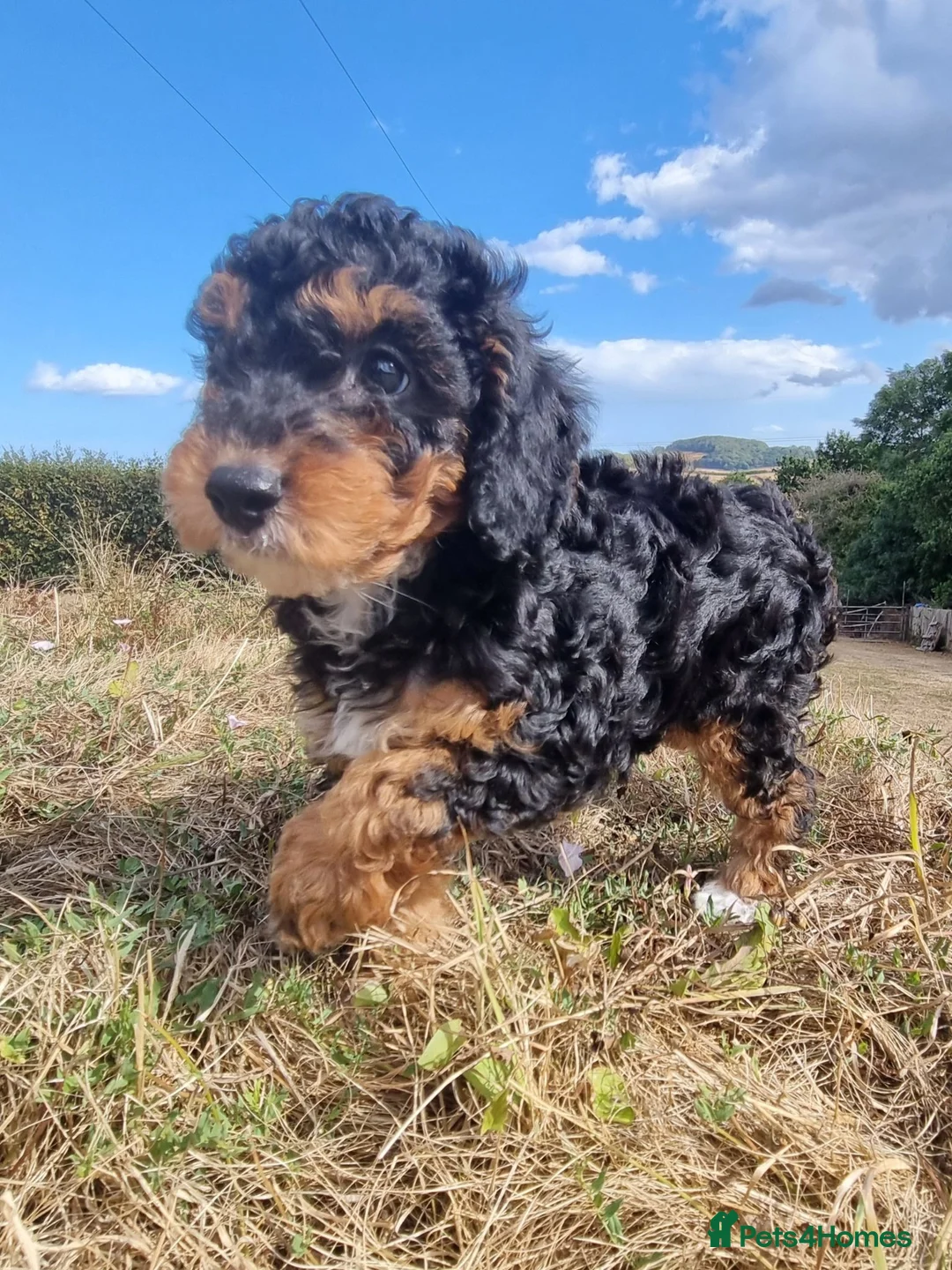 Miniature Poodle dogs for sale: Gorgeous KC DNA clear 5 ⭐️ Mini Poodles - Advert 13