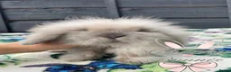 Mini Lion Lop rabbits for sale: Beautiful Mini Lion Lop Boys - Advert 6