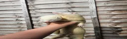 Ferret rodents for sale: 2 albino jills  - Advert 19