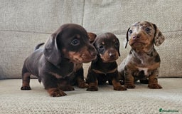 Miniature Dachshund dogs for sale: *CHAMPION LINES* Miniature Dachshund puppies - Image 1