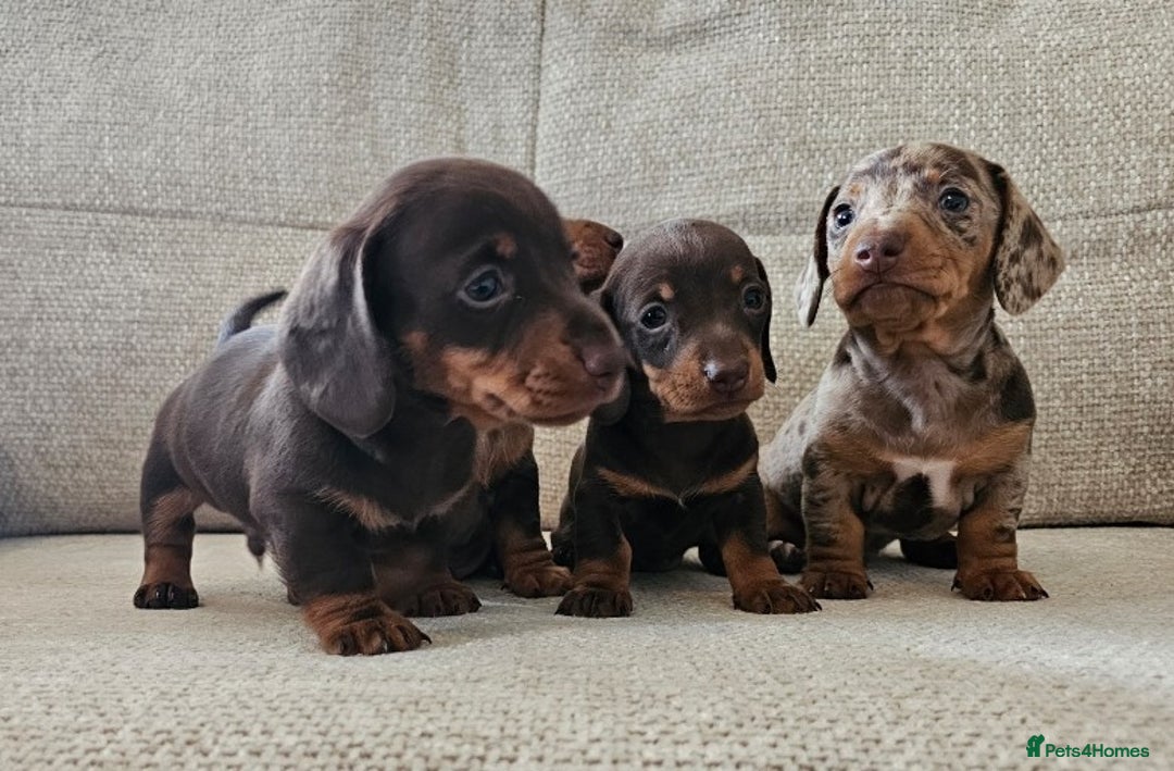 Miniature Dachshund dogs for sale: *CHAMPION LINES* Miniature Dachshund puppies - Image 1