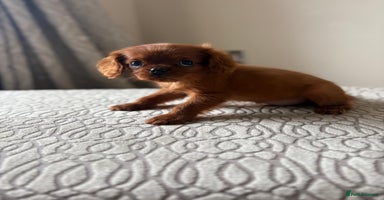Miniature Poodle dogs - Advert 5