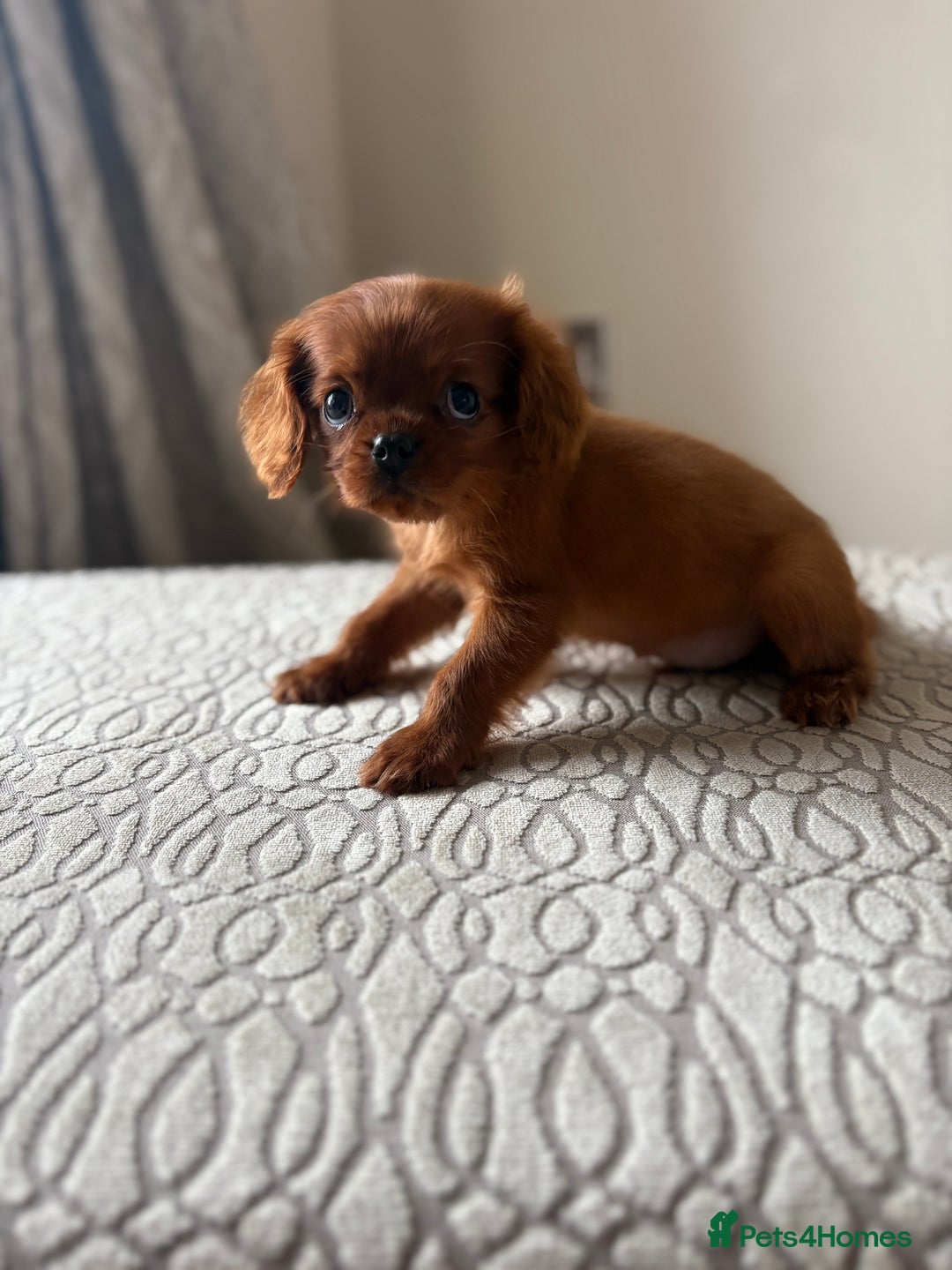 Miniature Poodle dogs for sale: 1 rubyKing Charles Cavalier health tested parents  - Image 3