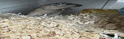 Gerbil rodents for sale: 2 female gerbils  in Sheffield - Advert 11