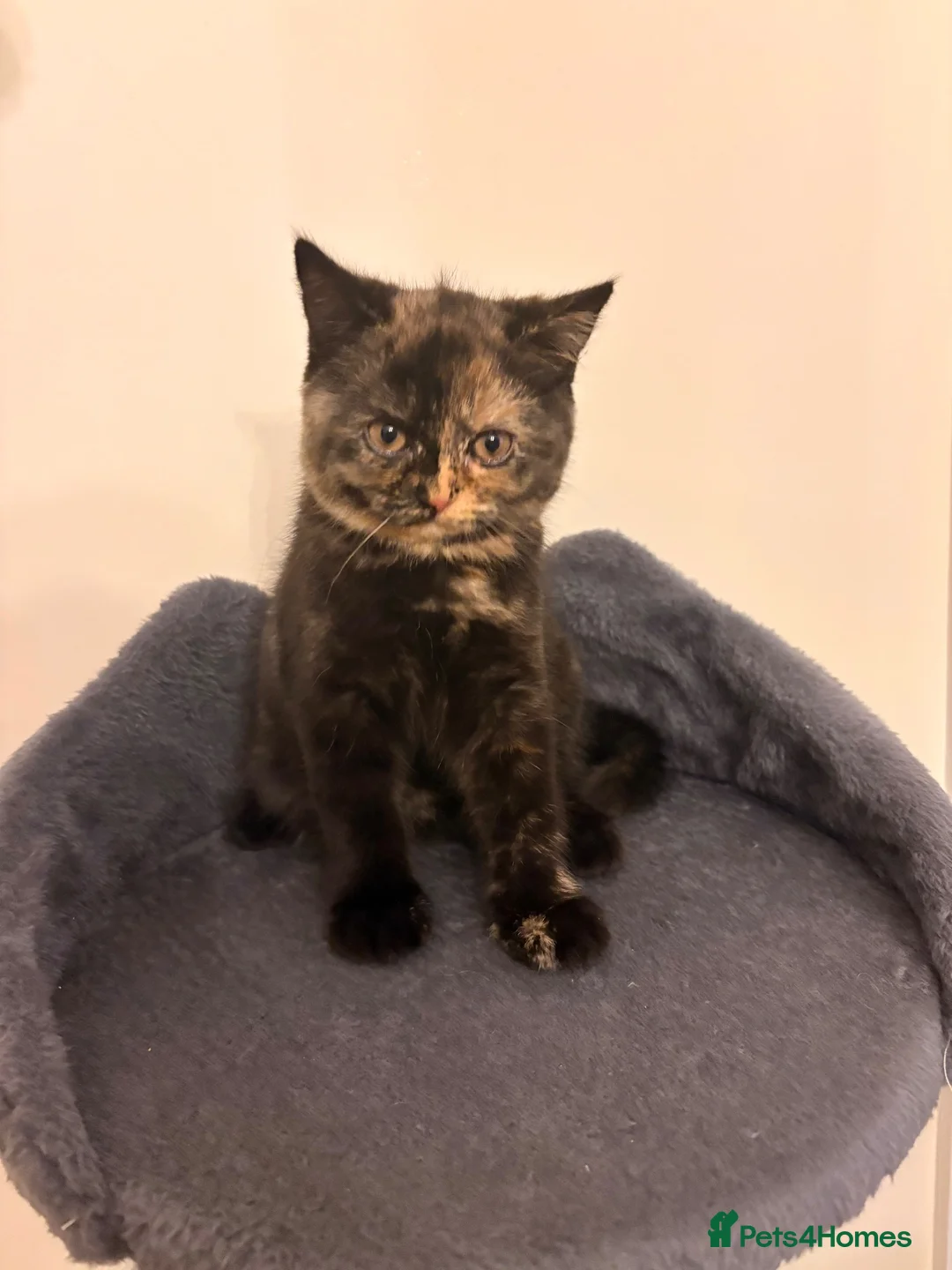 British Shorthair cats for sale: GCCF - BSH Girls - looking for forever homes  - Advert 2