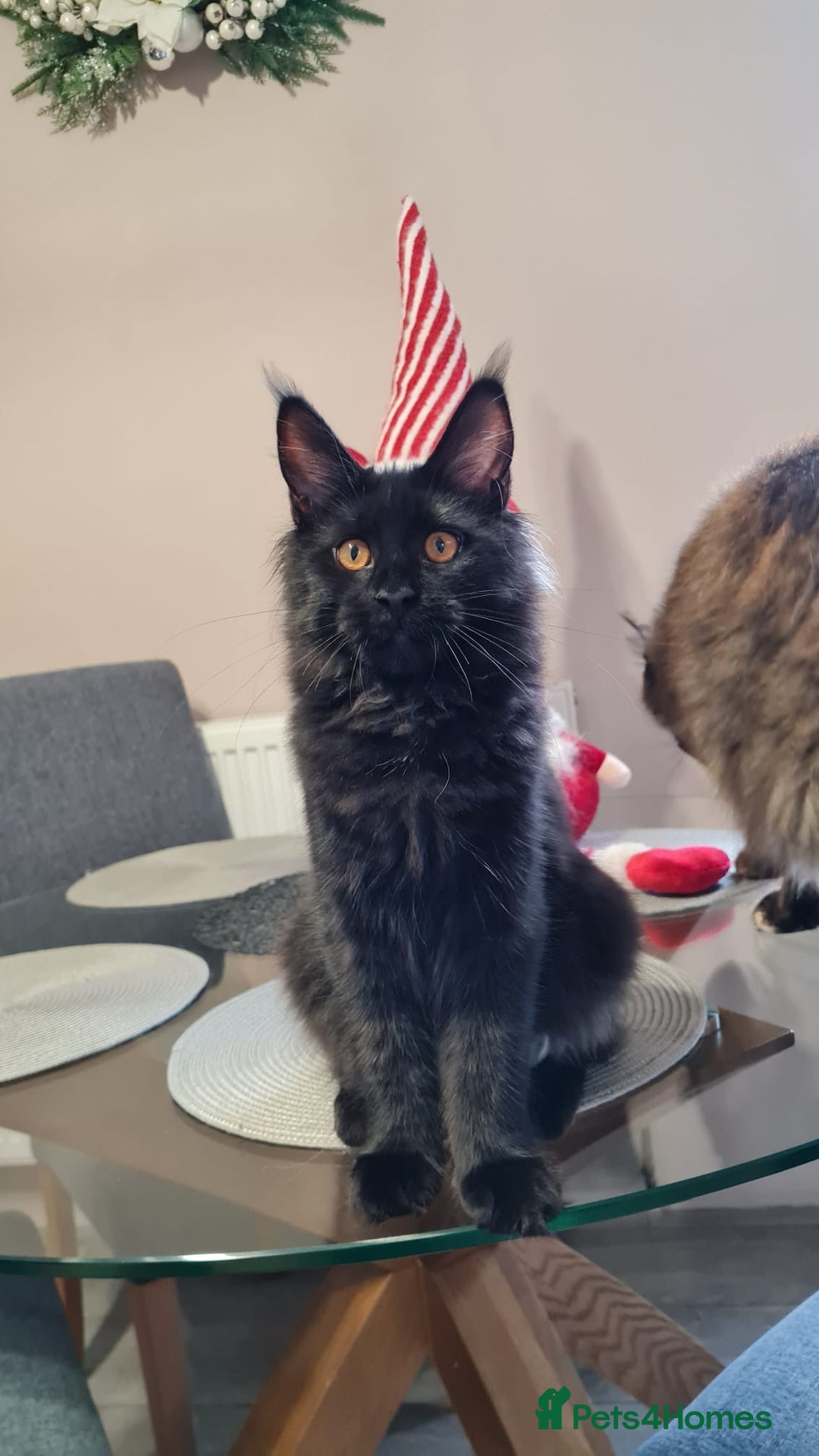 Maine Coon cats for sale: ✨2 GCCF Females Ready to go!✨ - Advert 16