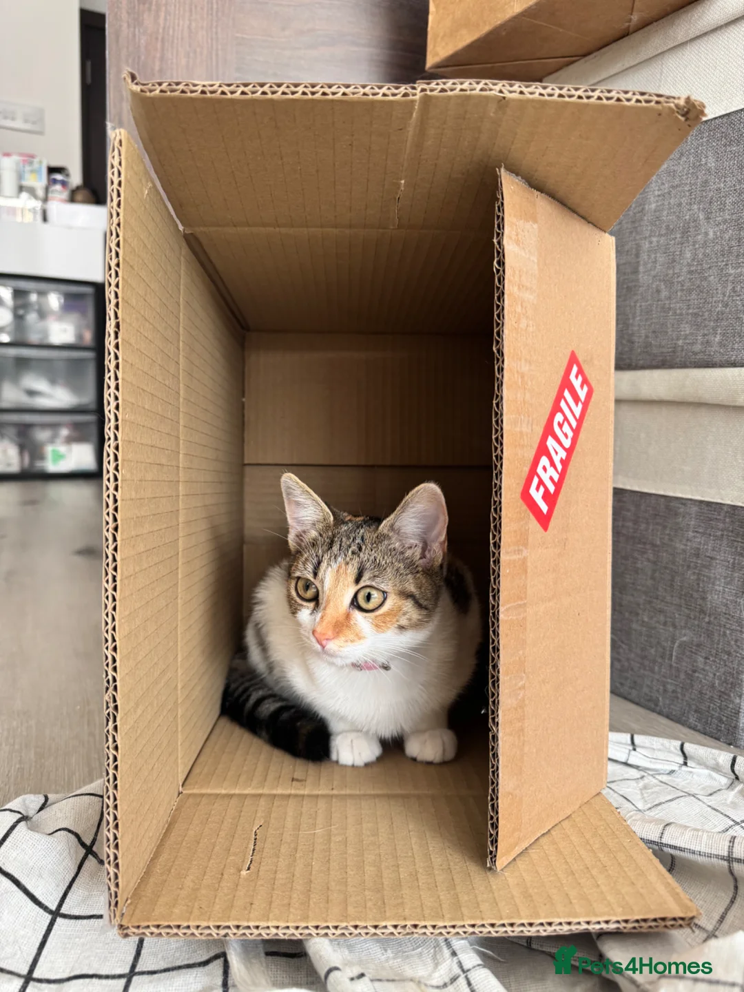 Turkish Van cats for sale: Lovely Turkish Van x Angora Kittens in Feltham - Advert 2