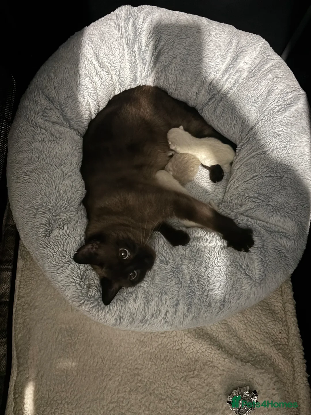 Mixed Breed cats for sale: Cute kittens - Advert 40