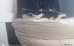 British Shorthair cats for sale: Adorable Black and white kittens - Image 3