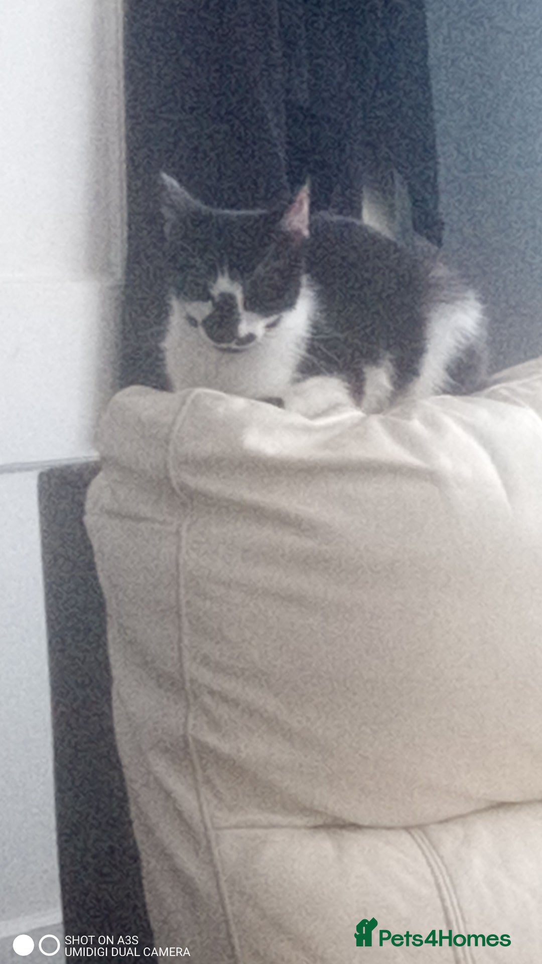 British Shorthair cats for sale: Adorable Black and white kittens - Image 3