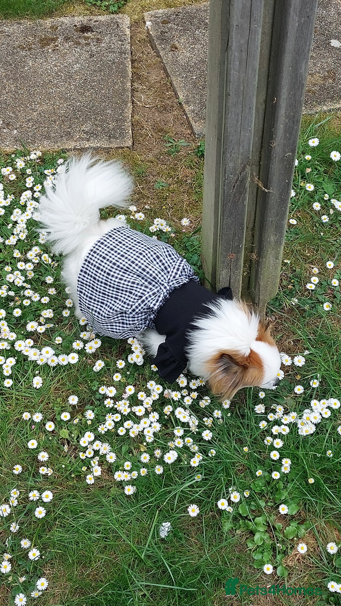Mixed Breed dogs for sale: Dog for sale  in Gillingham - Advert 9