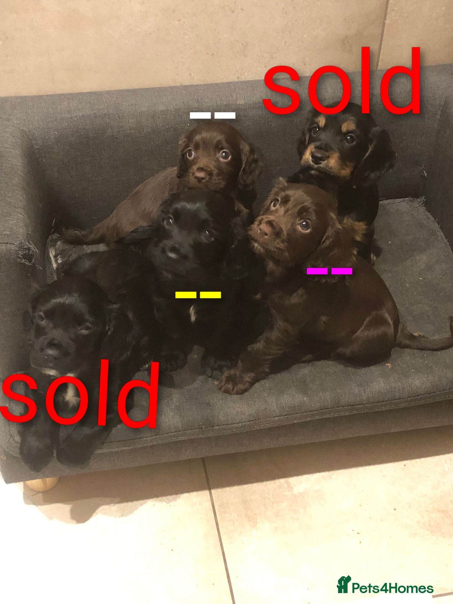 Cocker Spaniel dogs KC pups  - Advert 2