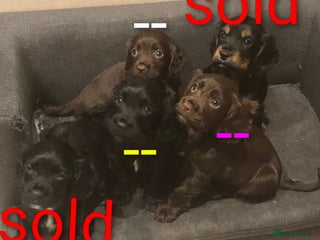 Cocker Spaniel dogs KC pups - Advert 2