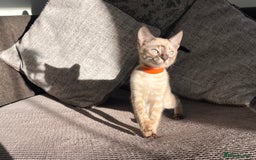 Bengal cats for sale: Stunning full pedigree bengal kittens  - Image 19