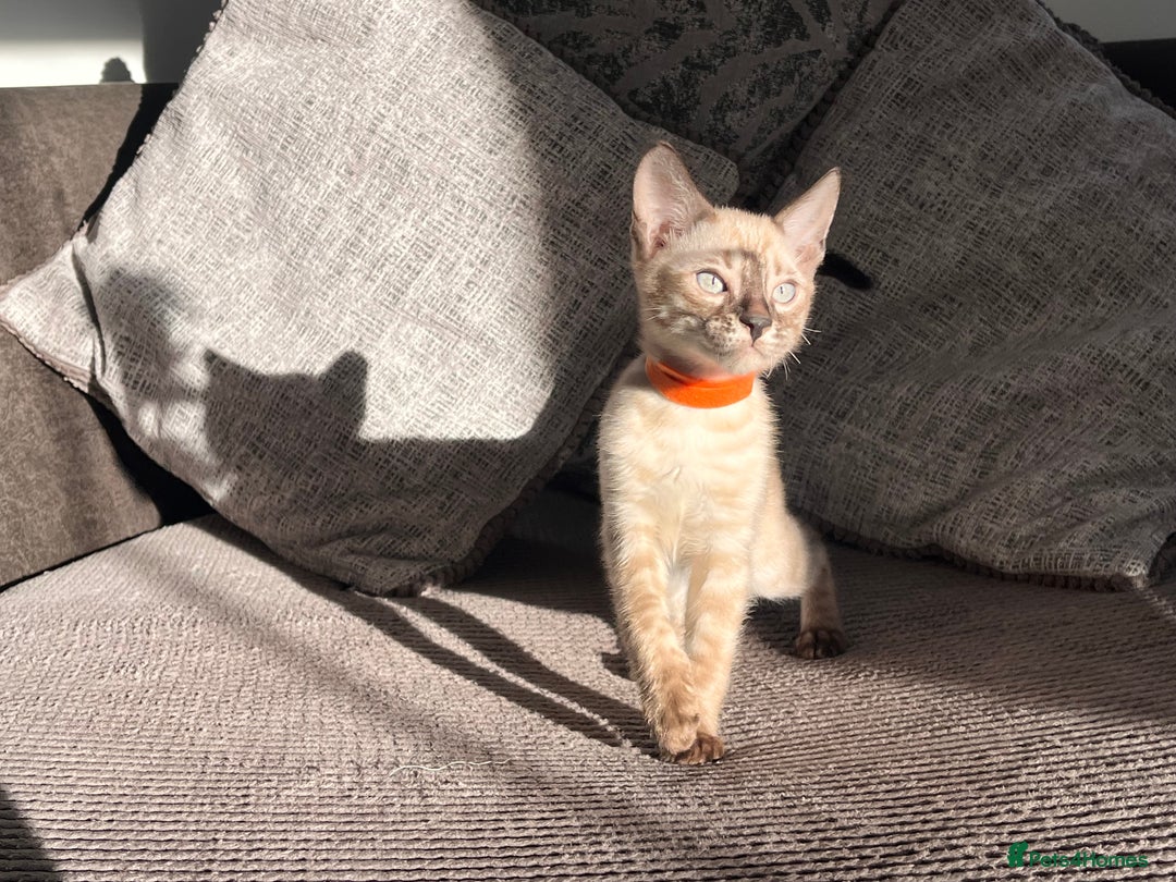 Bengal cats for sale: Stunning full pedigree bengal kittens  - Image 19