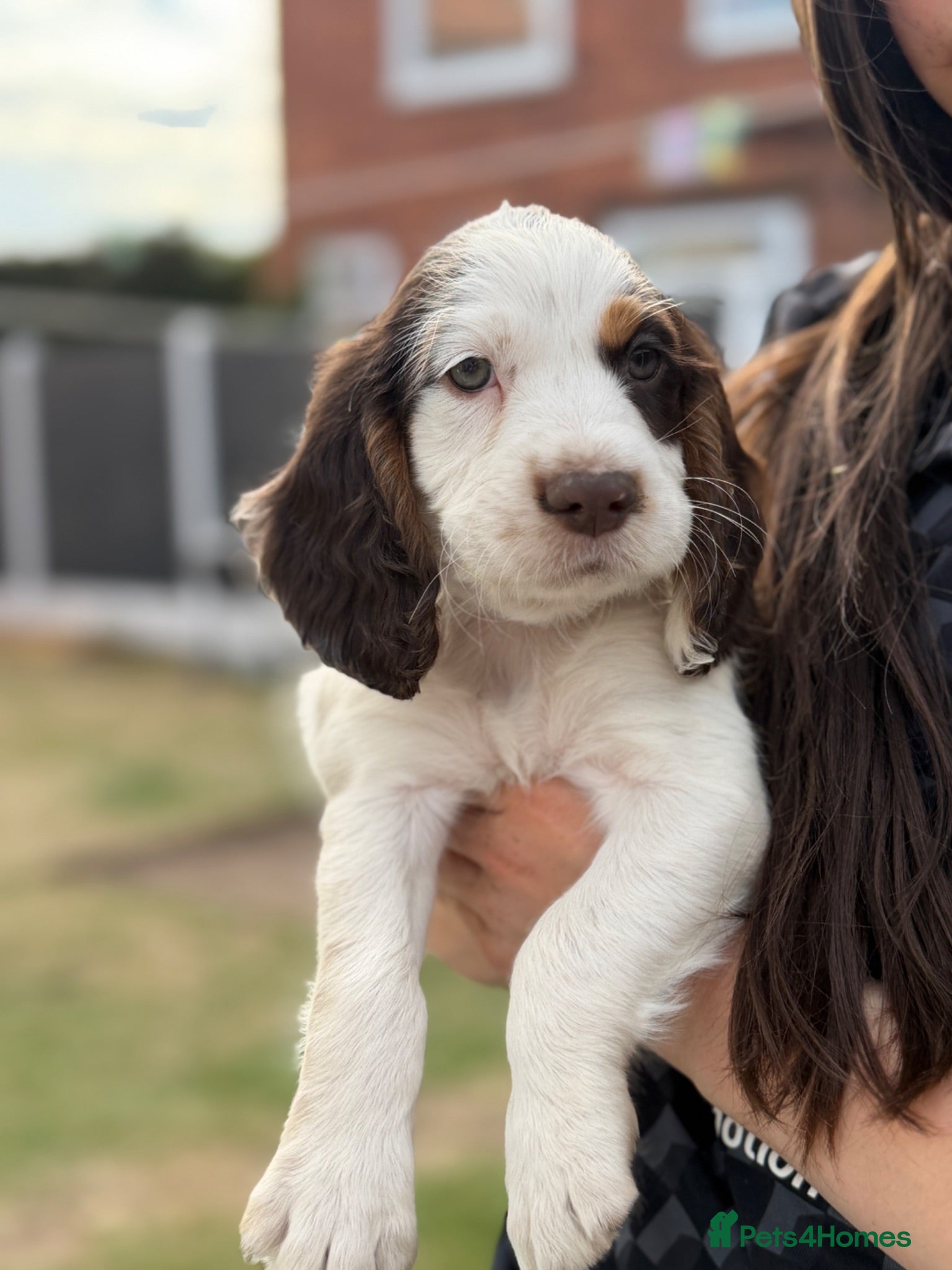 Sprocker dogs 🐾 READY TO LEAVE 🐾 - Advert 1