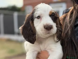 Sprocker dogs 🐾 READY TO LEAVE 🐾 - Advert 3