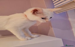 Ragdoll cats for sale: Loving half Ragdolls - Image 11
