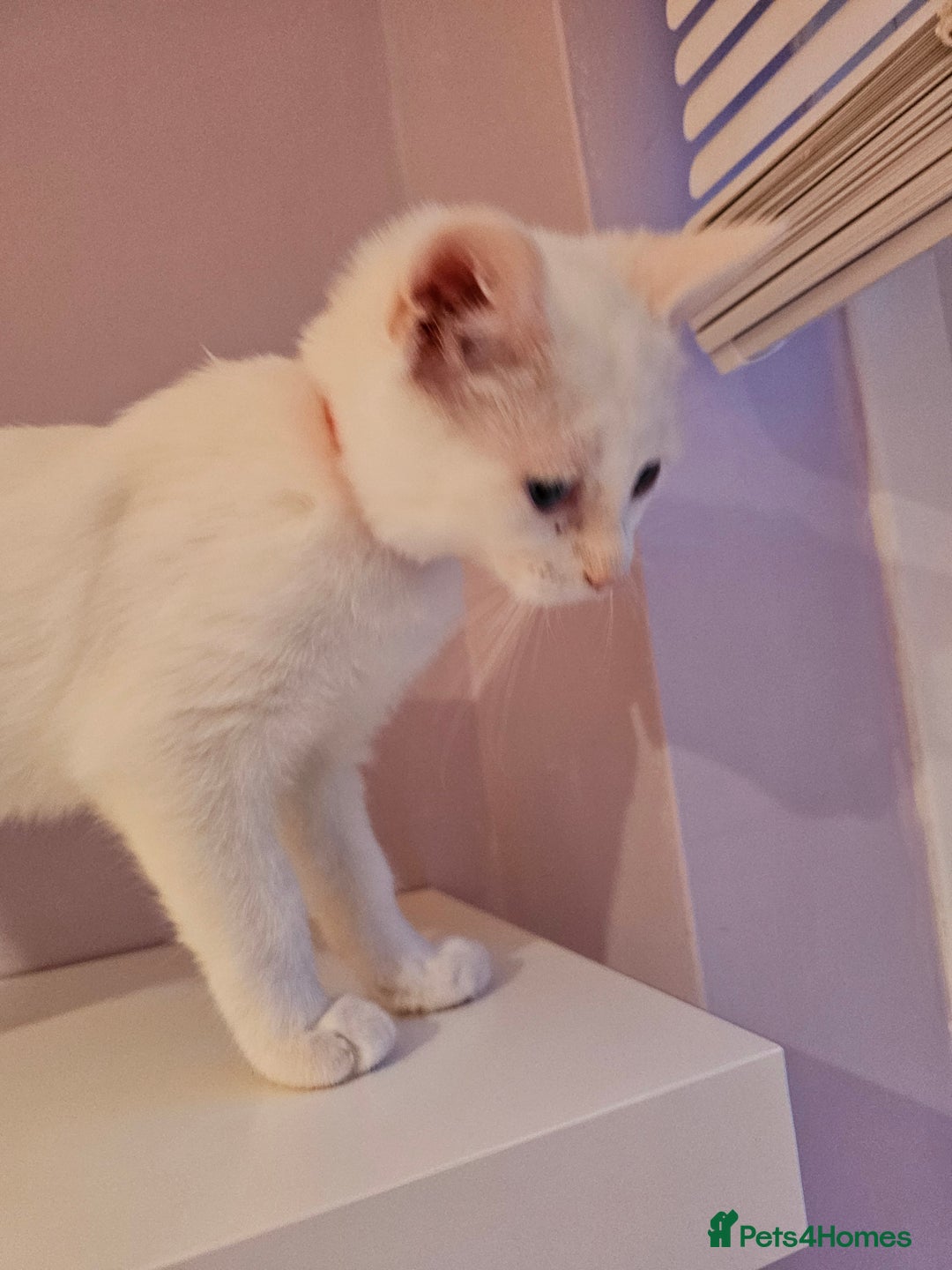 Ragdoll cats for sale: Loving half Ragdolls - Image 11