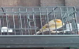 Mixed Breed birds for sale: 2025 Goldfinch mule  - Image 1
