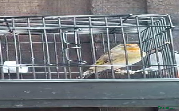 Mixed Breed birds - Advert 1
