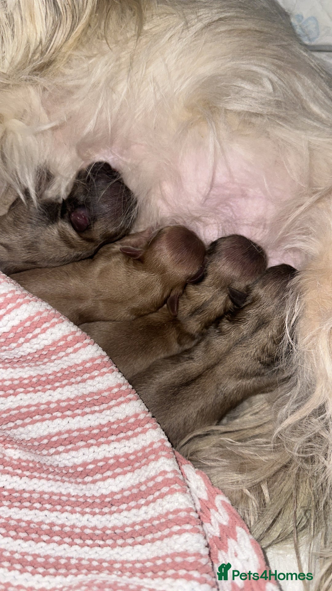Shih Tzu dogs for sale: Beautiful shihtzu puppies - Image 24