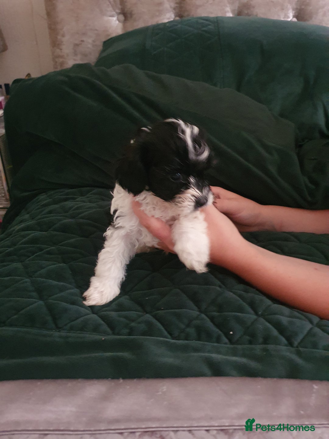 Shihpoo dogs for sale: Outstanding f1 toy shihpoos - Image 7