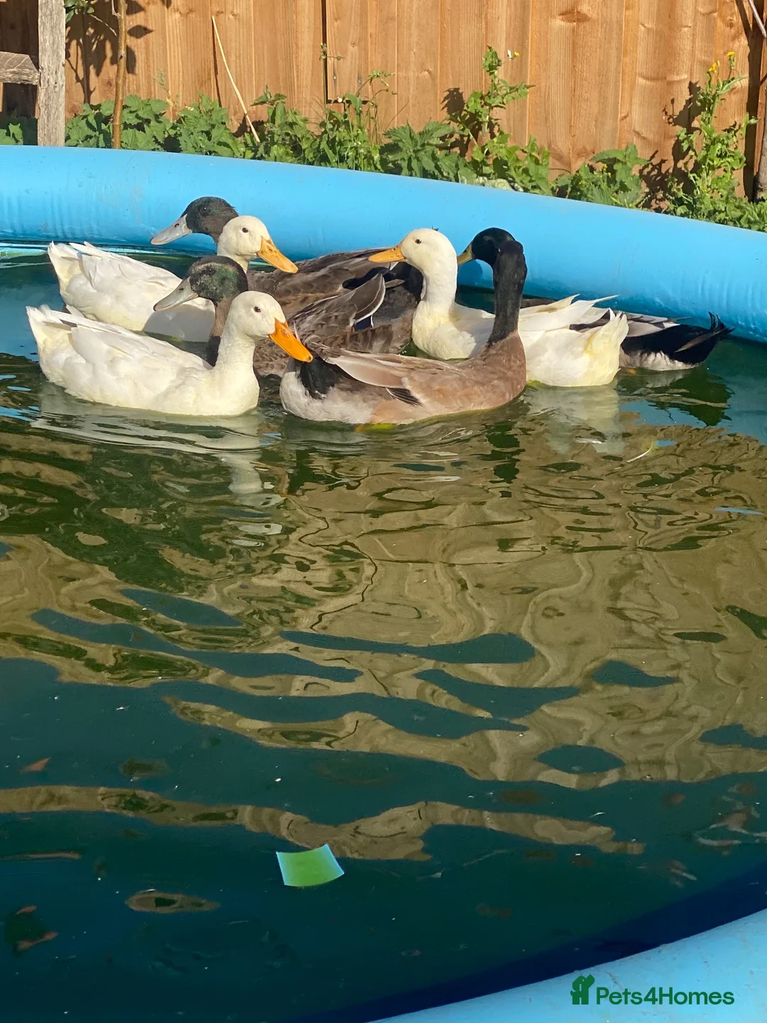 Ducks poultry for sale: White campbells and khaki campbells drakes - Advert 1