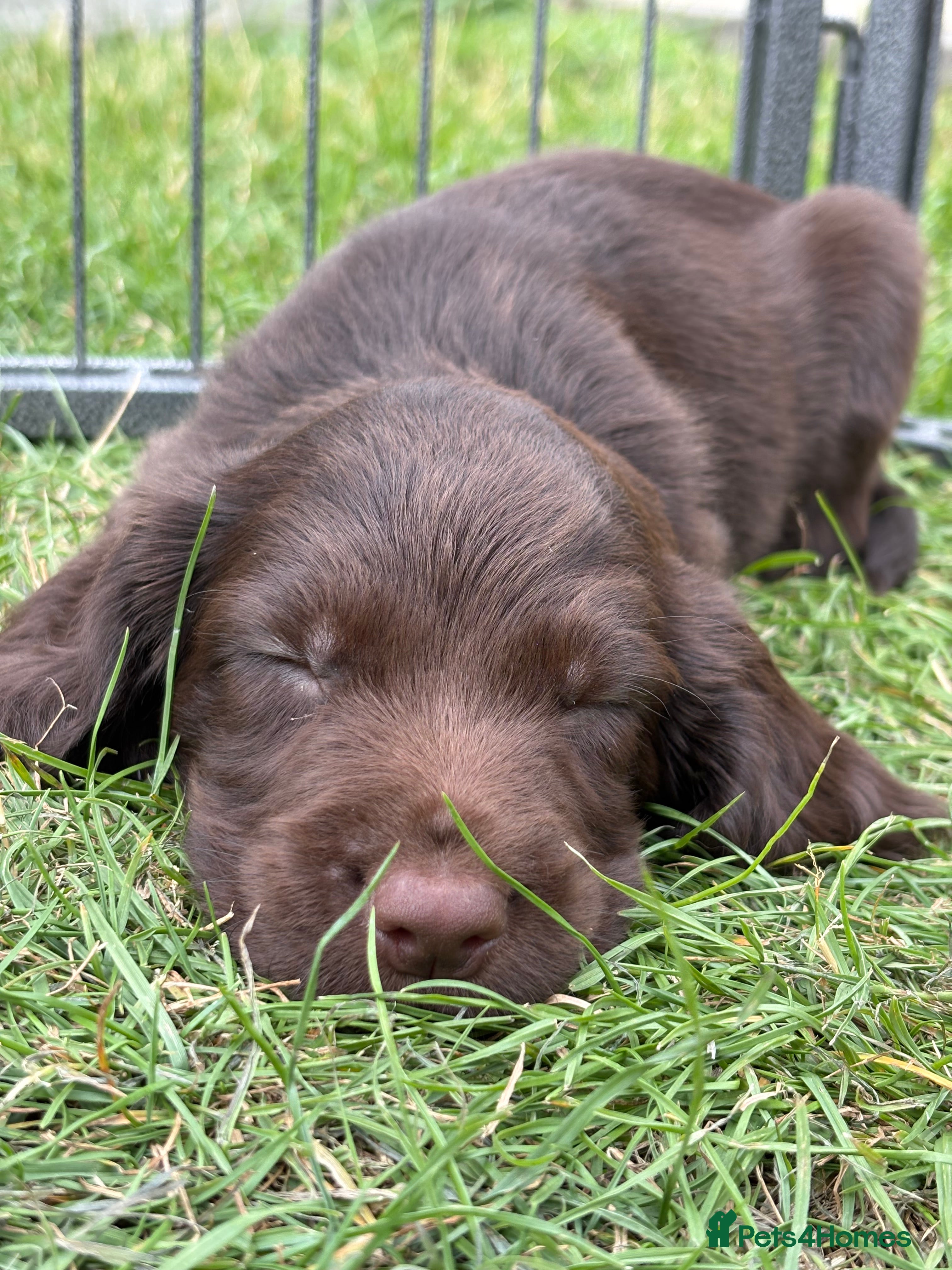 Sprocker dogs Fully Health Tested F1 Sprocker Spaniel Puppies - Advert 2
