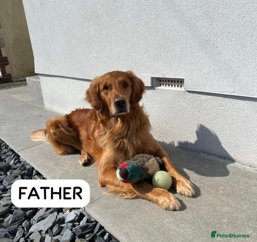 Golden Retriever dogs Golden retriever puppies, ready now.  - Advert 10