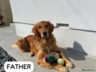 Golden Retriever dogs Golden retriever puppies, ready now. - Advert 10