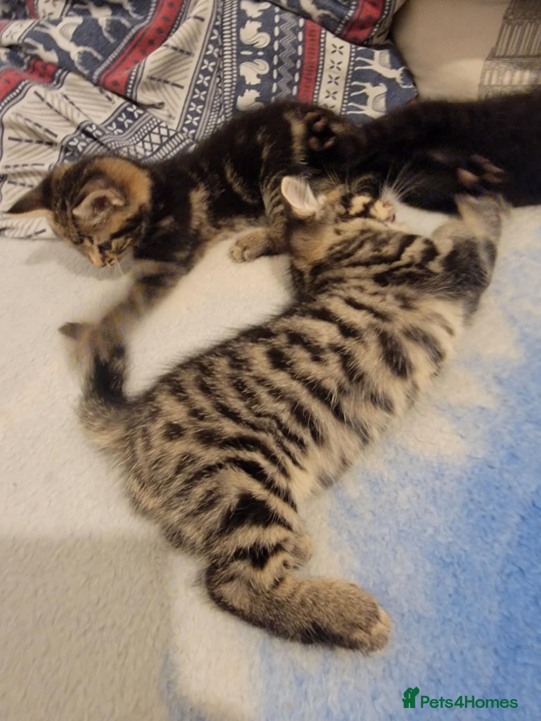 Mixed Breed cats for sale: Beautiful kittens for sale - Advert 10