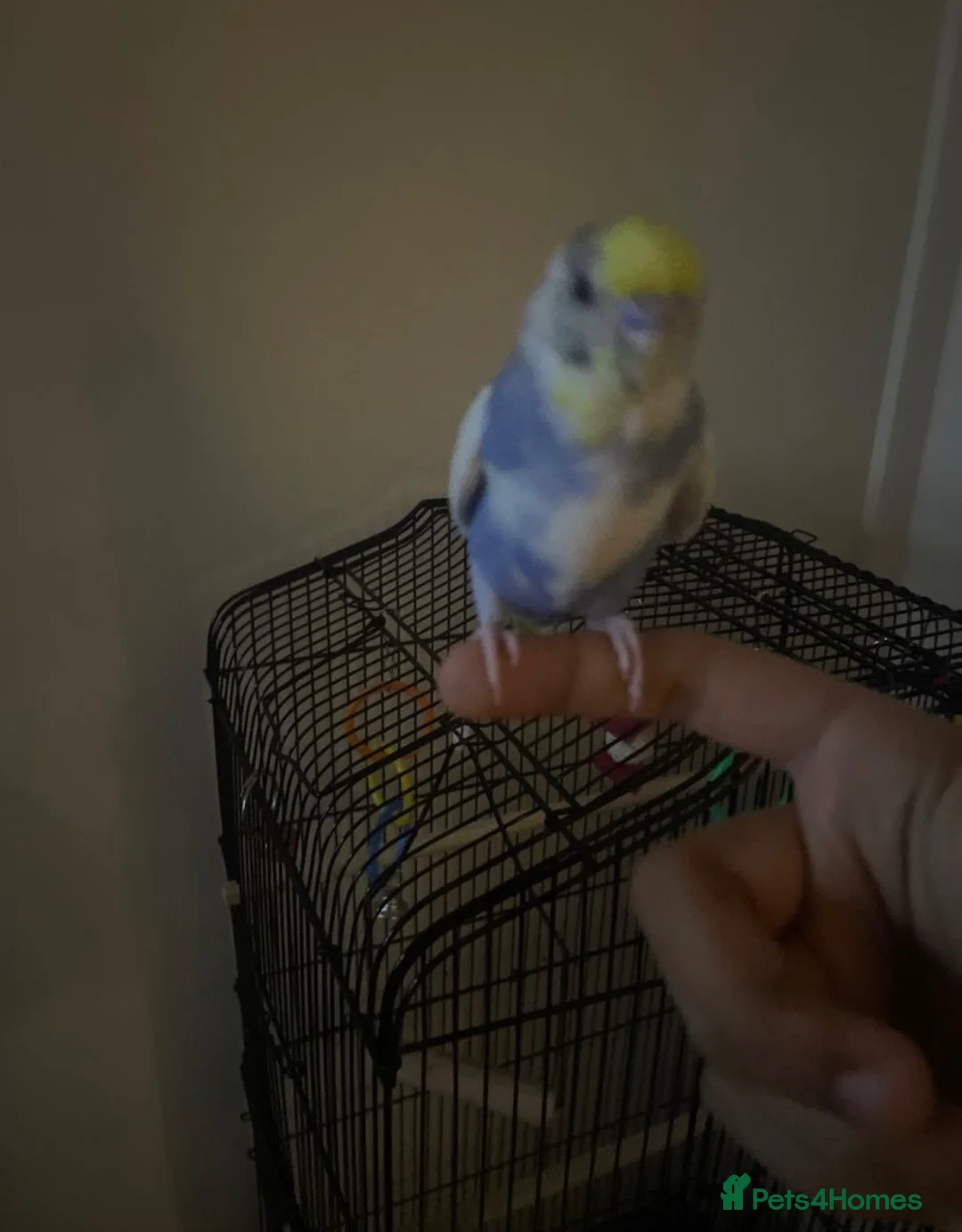 Budgerigars birds for sale: Lonely beautiful budgies (Sold together) - Advert 8