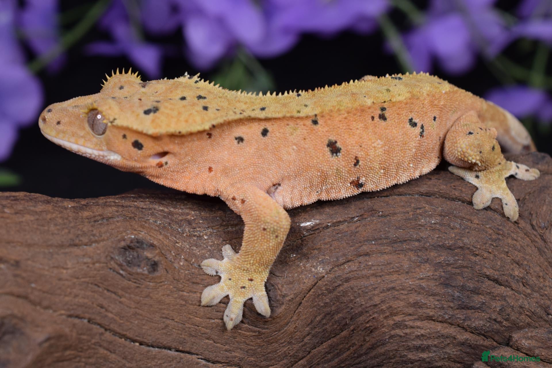 Gecko reptiles High end crested geckos - Advert 2