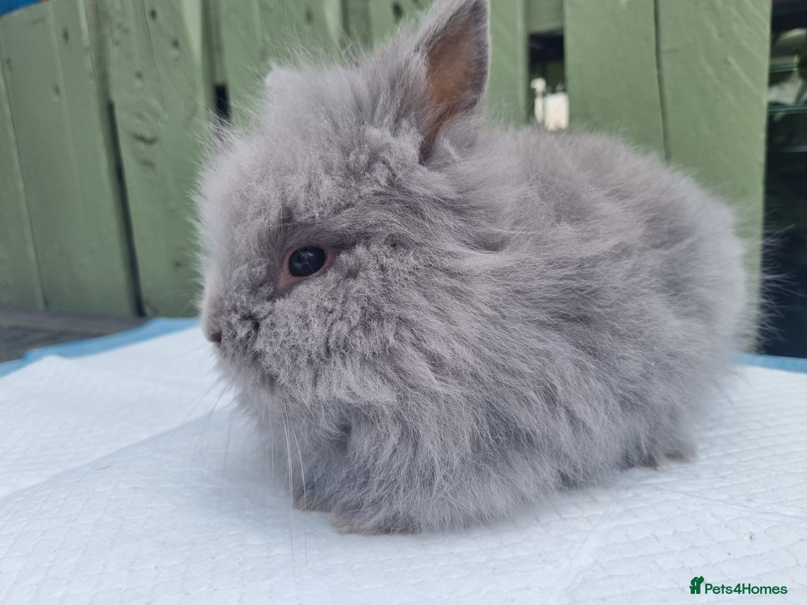 Lionhead rabbits for sale: Lionhead Rabbit - Advert 1