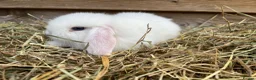 Mini Lop rabbits for sale: Gorgeous pure Mini lops  - Advert 6
